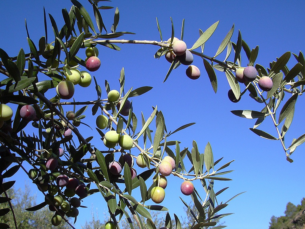 olivesa